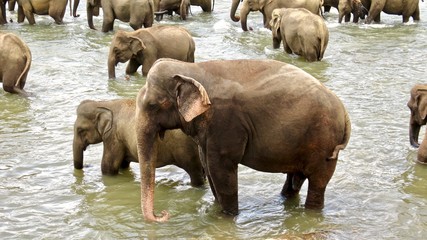 Obraz na płótnie Canvas Elephants, Animals in Srilnaka