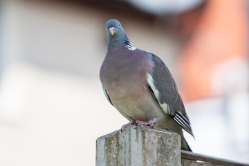 pigeon on the stone