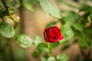 Lonely rose in a Parisian garden
