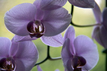 Purple orchid with green background