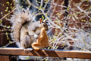An eastern grey squirrel feeding on a slice of bread it found in the rubbish, sitting on a back yard fence on a beautiful sunny spring day.