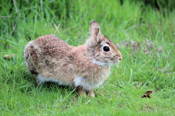 Bunny Rabbit in Seattle