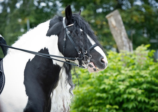 Portrait of a beautiful gypsy horse with long mane