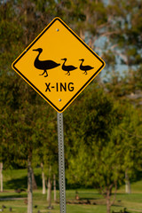 Yellow road sign with black graphic of a mother duck and two ducklings stating duck crossing