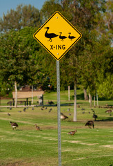 Yellow road sign with black graphic of a mother duck and two ducklings stating duck crossing