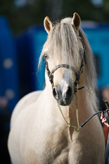 Naklejka premium A head shot of a cream Welsh Pony foal in a foal slip