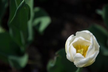 Beautiful tulips during the flowering period. Hybrid variety.