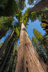 Coastal Redwoods Soaring into the Sky