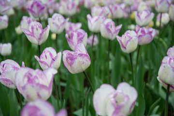 Beautiful tulips during the flowering period. Hybrid variety.