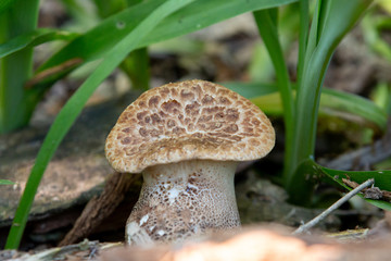 mushroom in the forest