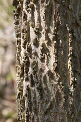 Close up of Common Hackberry bark