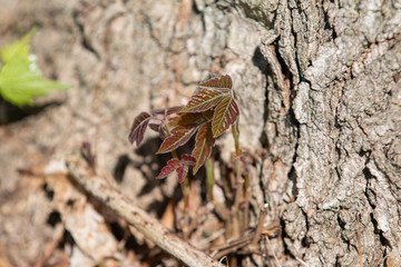 Poison Ivy on a tree