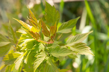 green leaves on a tree