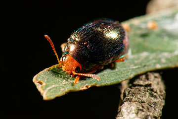 Metallic Green Acacia Beetle also known as Calomela ruficeps