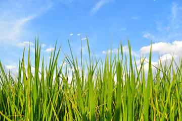 Green rice field with clouds sky