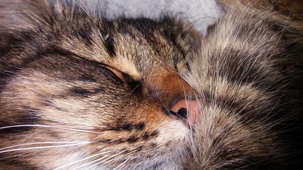 Obraz na płótnie Canvas Close-up Of Cat Sleeping