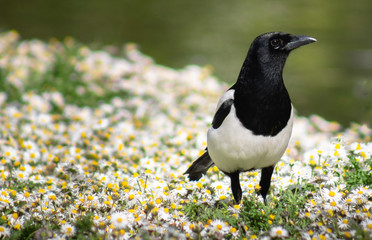 Magpie On Daisies