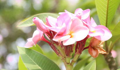 Flower in soft focus on blurred and bokeh background.