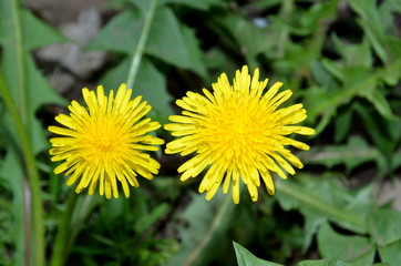 Two dandelion flowers in sunny weather in spring.
