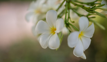 Naklejka na ściany i meble Flower in soft focus on blurred and bokeh background.
