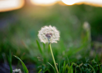Dandelion