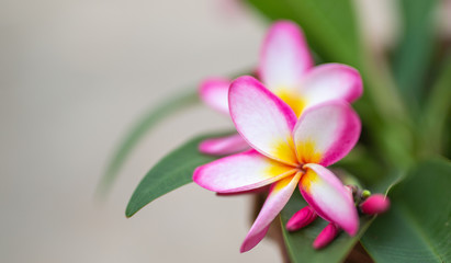 Flower in soft focus on blurred and bokeh background.