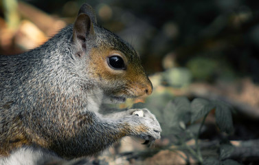 squirrel eating nut in light and shadow