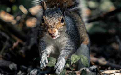 squirrel in the park