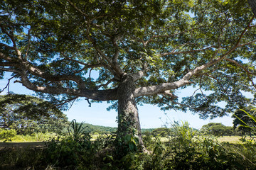 Samango Tree