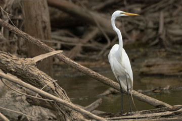 great white heron