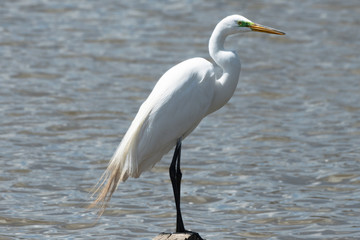 great blue heron