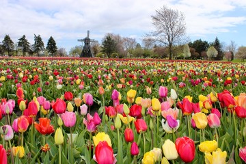 Variety of tulips in a tulip garden in spring
