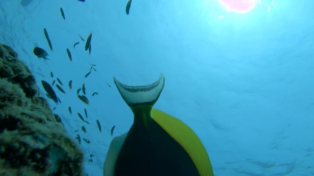 Underwater, bottom up beautiful view of colorful small tropical fish swimming near a coral reef destroyed by climate change