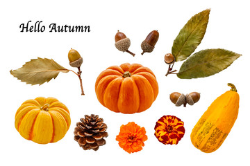 Hello Autumn   カボチャ　ドングリ　松ぼっくり　秋　切り抜き素材