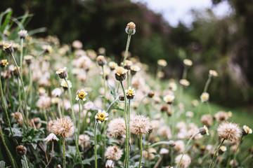 field of dandelions