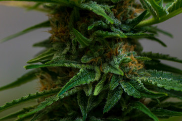 Macro shot of Hemp buds on a Marijuana plant showing fan leaves & white trichomes & crystal resin coating containing terpenes & cannabinoids ingredients