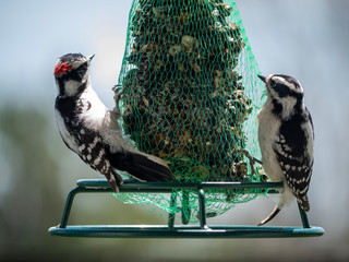 two woodpeckers near the bird feeder