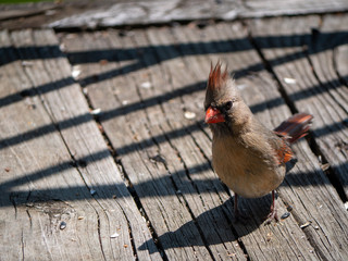 Female cardinal on the wooden floor on a sunny day