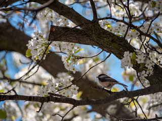 chickadee  bird on a blossoming cherry tree in spring