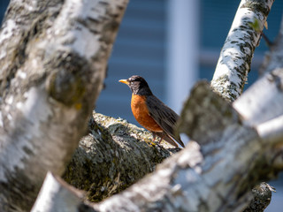 Robin bird on a birch tree