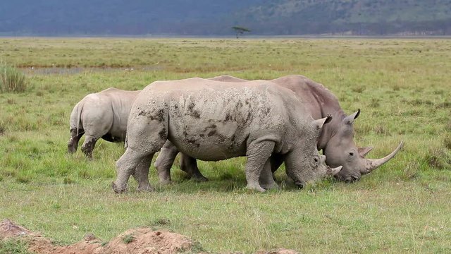 White rhinoceros (Ceratotherium simum) grazing in open grassland, Lake Nakuru National Park, Kenya