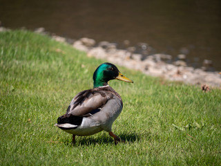 Naklejka na ściany i meble duck walking in the grass to the water
