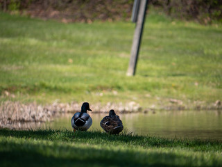 two ducks walking in the grass under the shadow
