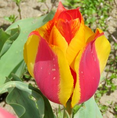 Close-up of red and yellow tulip in garden