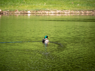 duck swimming in the lake