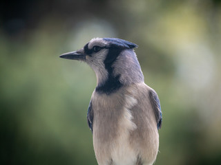 blue jay bird