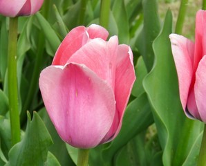 Pink tulips with green leaves in garden