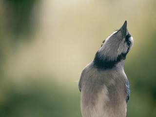 blue jay bird