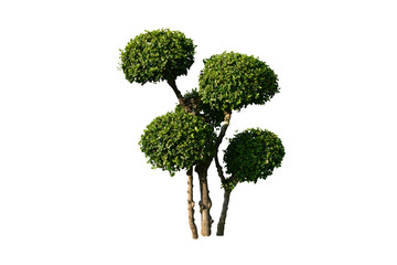Isolated Streblus asper, Siamese rough bush, or tooth brush tree with clipping paths.