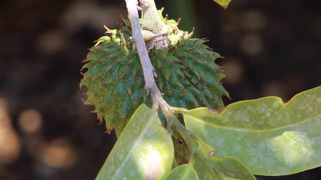 Small soursop hanging from a tree close up